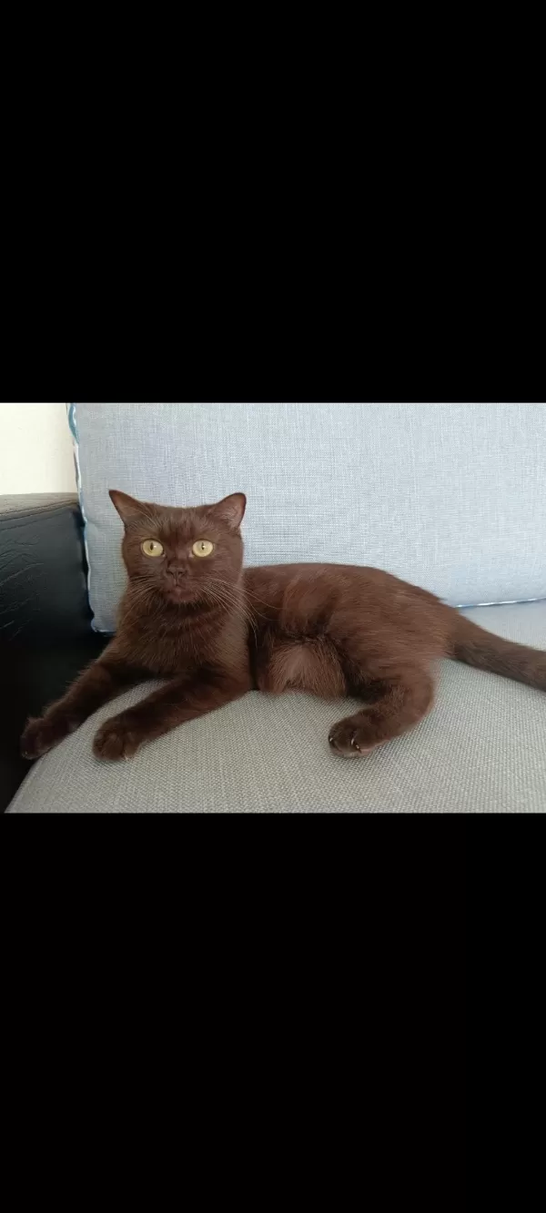 Çikolata Tatlılığında British Shorthair Kedim