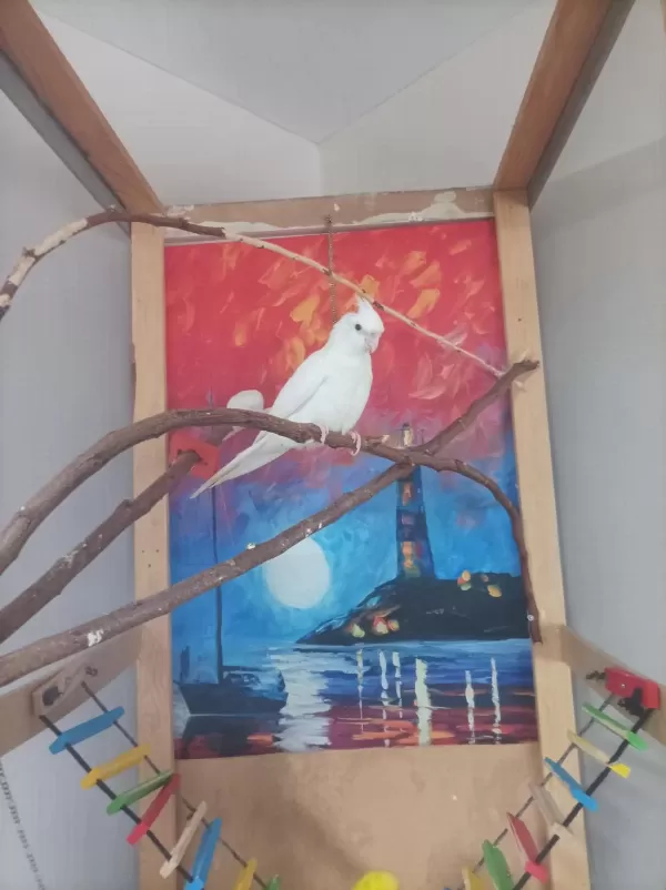 Albino Sultan Papağani Yavru 3 Aylik