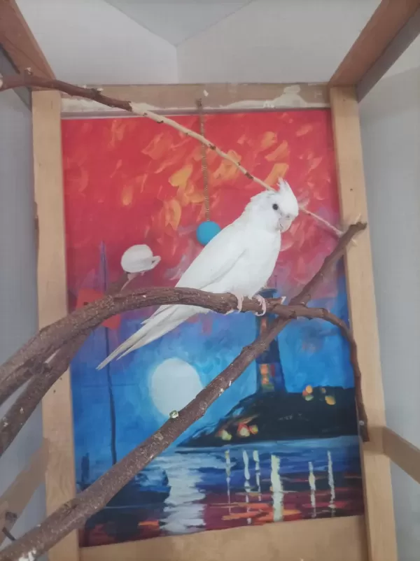 Albino Sultan Papağani Yavru 3 Aylik