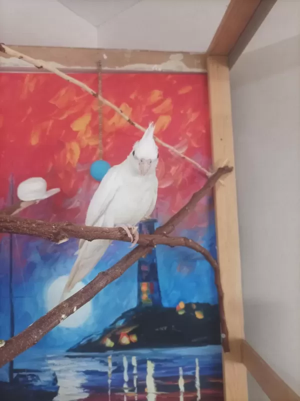 Albino Sultan Papağani Yavru 3 Aylik