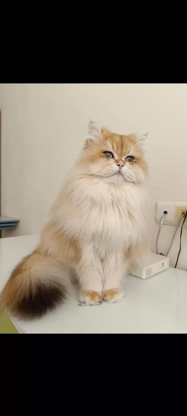 Karizmatik British Longhair Oğlum Köfte