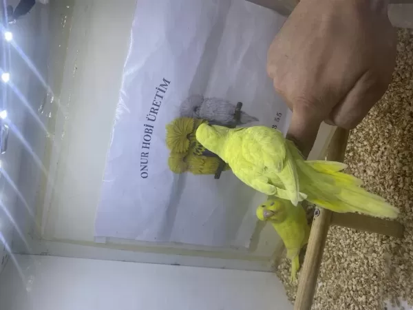 Yavru Yeni Yeme Düşmüş Muhabbet Kuşu
