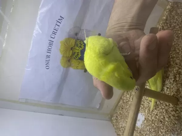 Yavru Yeni Yeme Düşmüş Muhabbet Kuşu