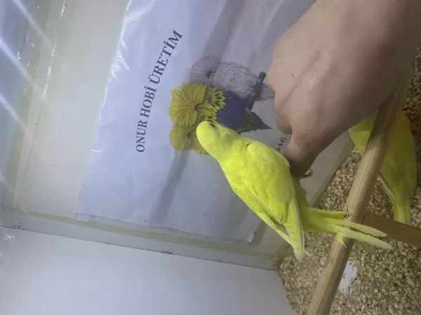 Yavru Yeni Yeme Düşmüş Muhabbet Kuşu