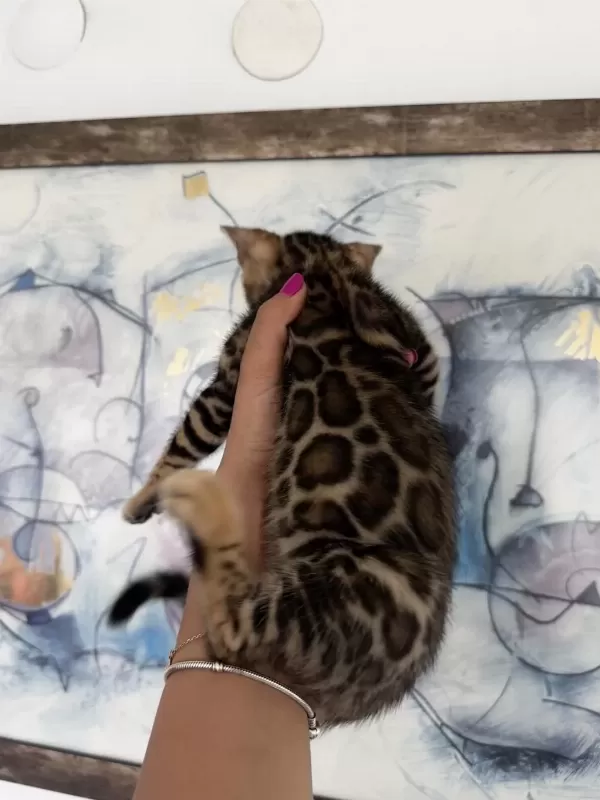 Exceptional Beauty Bengal Kittens – Wcf Registered
