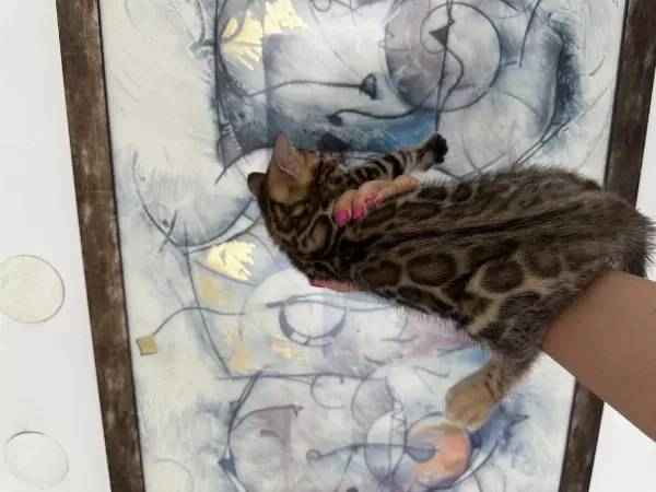 Exceptional Beauty Bengal Kittens – Wcf Registered