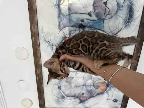Exceptional Beauty Bengal Kittens – Wcf Registered