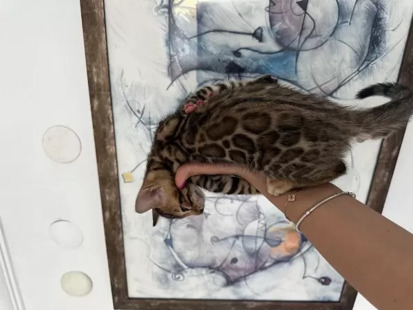 Exceptional Beauty Bengal Kittens – Wcf Registered