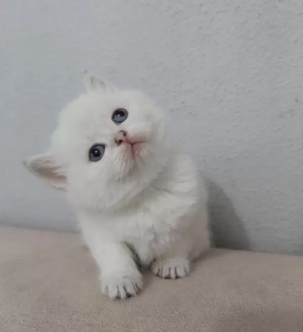 British Shorthair Kisa Tüylü Maviş