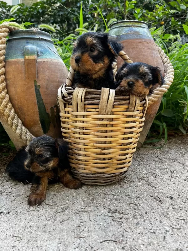 Teacup Yorki Bebekler Dişi Erkek Mevcut Kapida Ödeme
