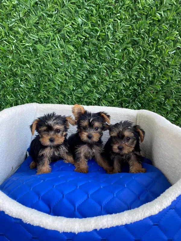 Teacup Yorki Bebekler Dişi Erkek Mevcut Kapida Ödeme