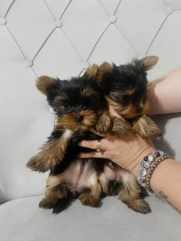 Teacup Yorki Bebekler Dişi Erkek Mevcut Kapida Ödeme