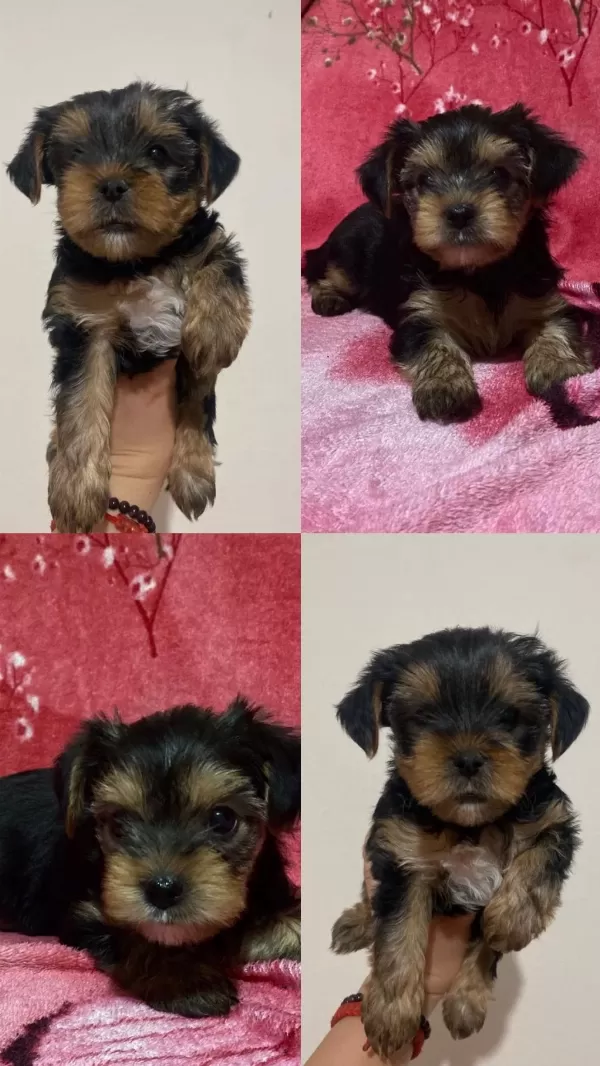 Teacup Yorki Bebekler Dişi Erkek Mevcut Kapida Ödeme