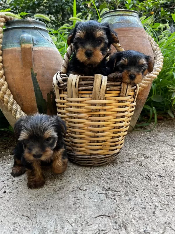 Teacup Yorki Bebekler Dişi Erkek Mevcut Kapida Ödeme