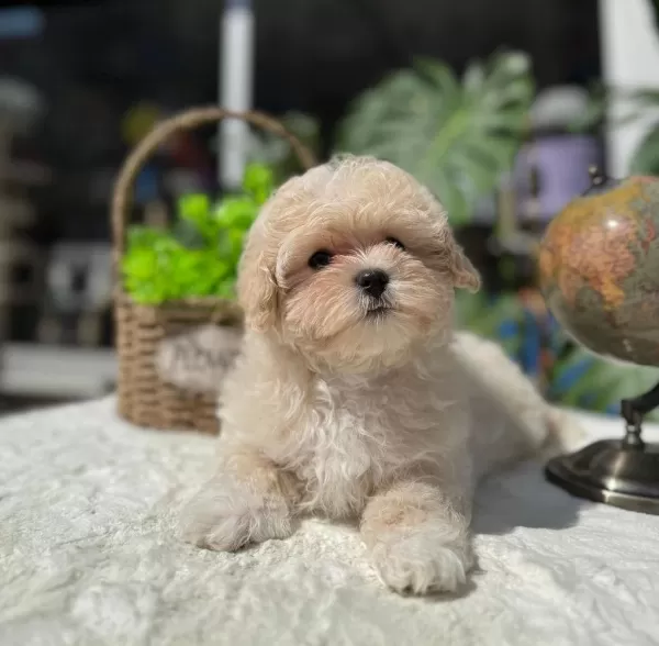 Uygun Micro Maltipoo Yavru Kapida Ödeme