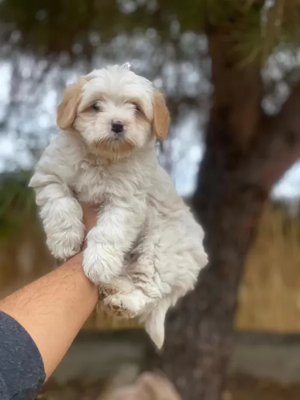 Uygun Micro Maltipoo Yavru Kapida Ödeme