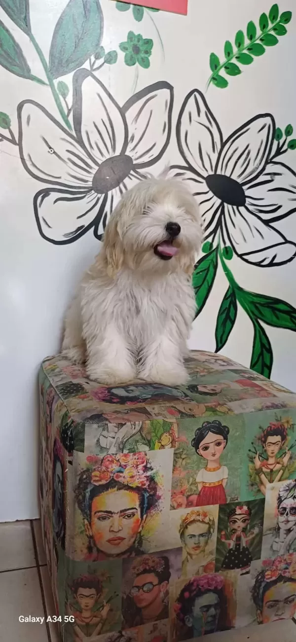 Uygun Micro Maltipoo Yavru Kapida Ödeme