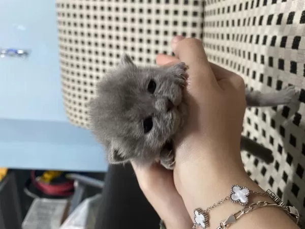 British Shorthair 20 Günlük