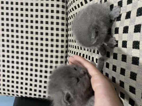 British Shorthair 20 Günlük