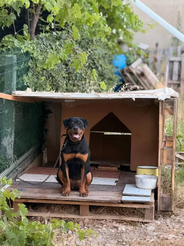 Son 1 Dişir Orjinal Macar A Scrli 4 Aylık Rottweiler
