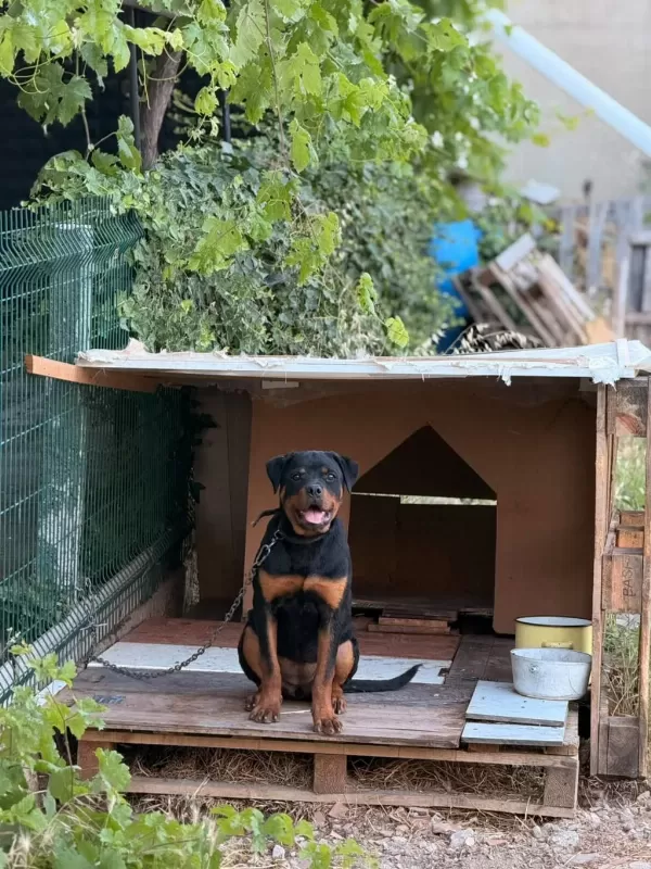 Son 1 Dişir Orjinal Macar A Scrli 4 Aylık Rottweiler