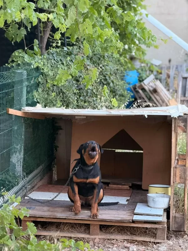 Son 1 Dişir Orjinal Macar A Scrli 4 Aylık Rottweiler