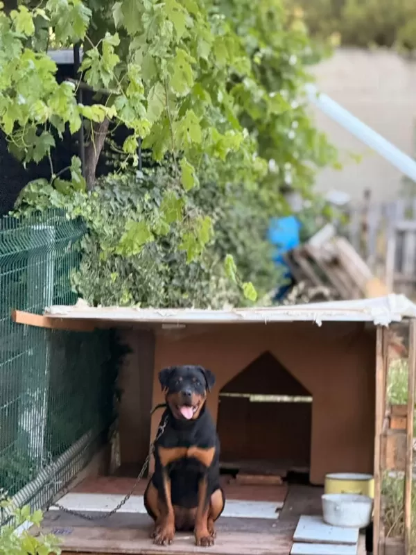 Son 1 Dişir Orjinal Macar A Scrli 4 Aylık Rottweiler