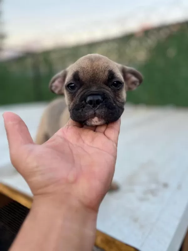 French Bulldog Yavrular Sakarya