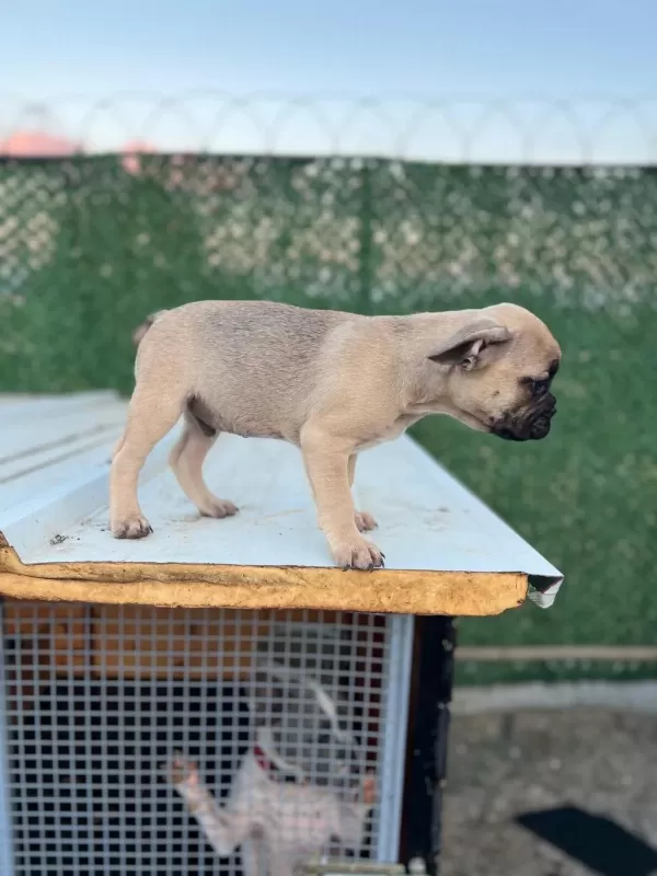French Bulldog Yavrular Sakarya