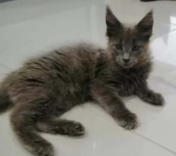 Minik Maine Coon Devler