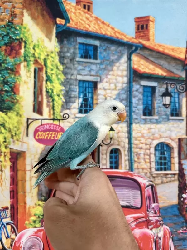 Cennet Papağani Yavru (üst Mutasyon)