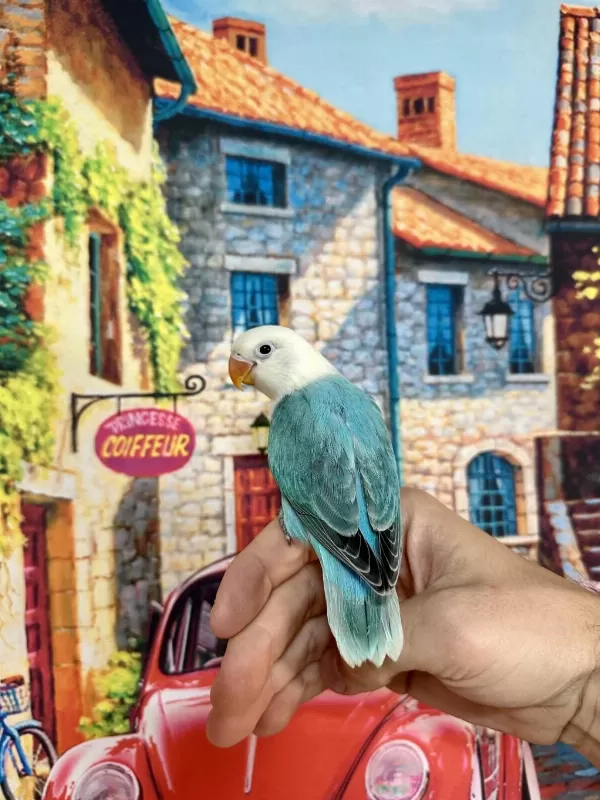 Cennet Papağani Yavru (üst Mutasyon)