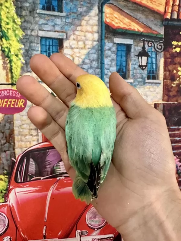 Cennet Papağani Yavru (üst Mutasyon)