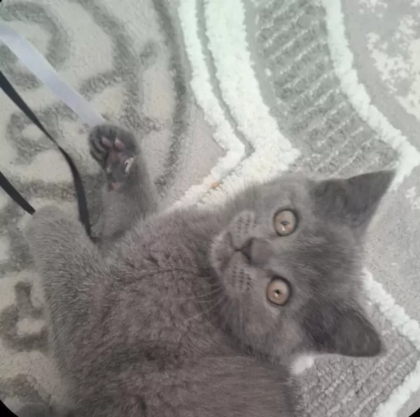 Yavru British Shorthair Kedimiz