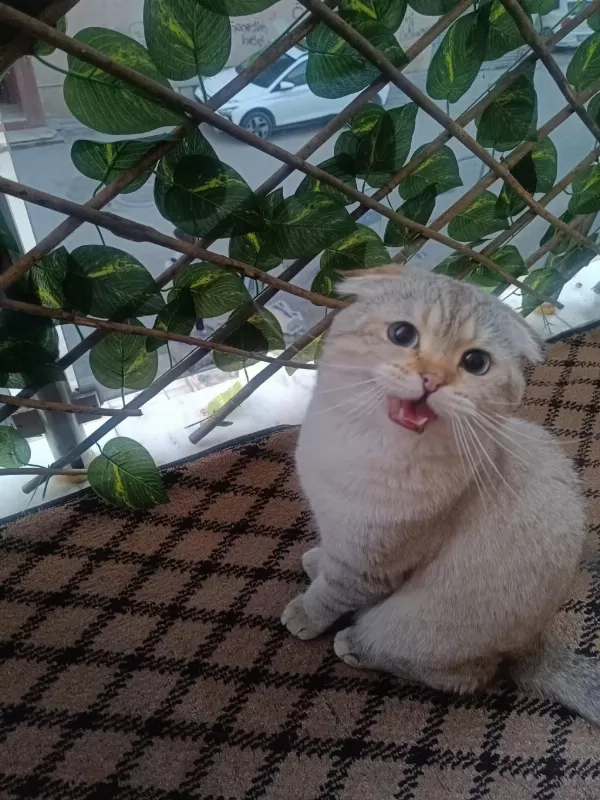 Scottish Fold Kedimize Sıcak Yuva Arıyoruz