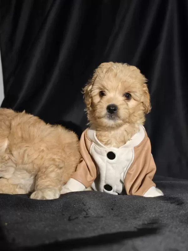 Orjinal Teacup Maltipoo Yavrular