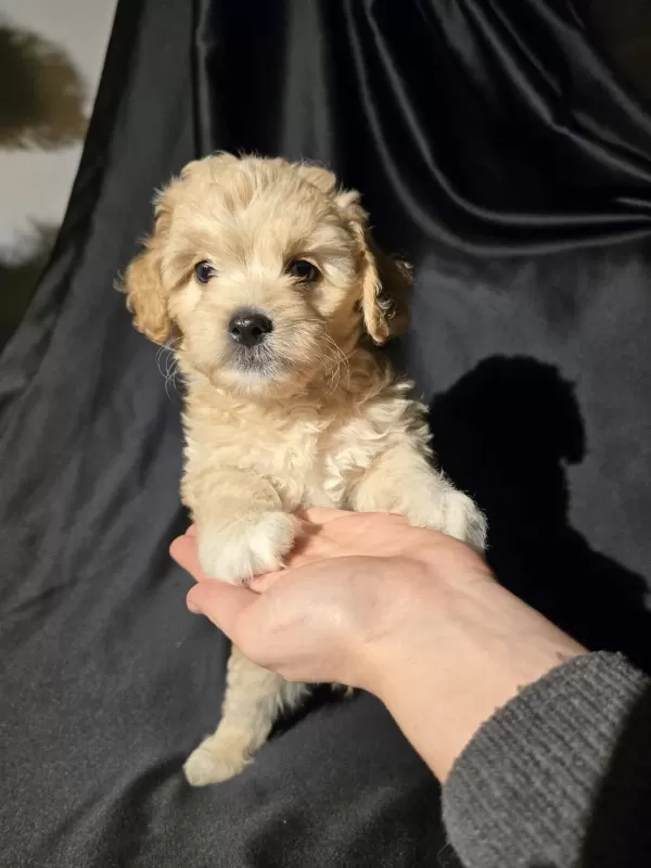 Orjinal Teacup Maltipoo Yavrular