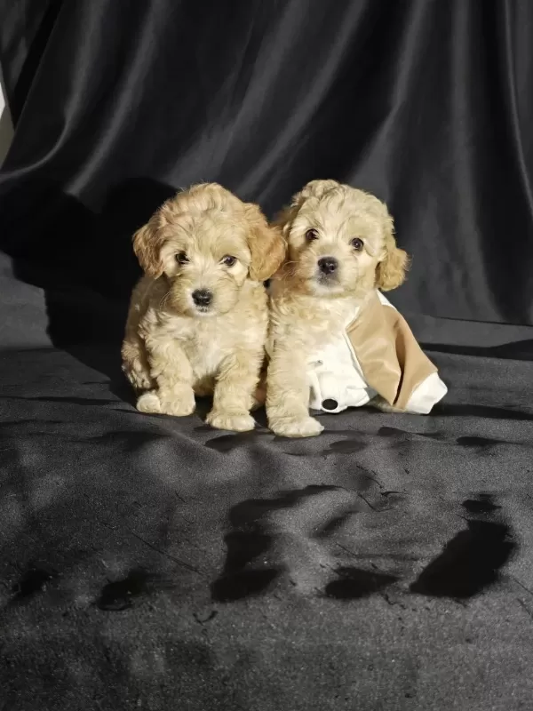 Orjinal Teacup Maltipoo Yavrular