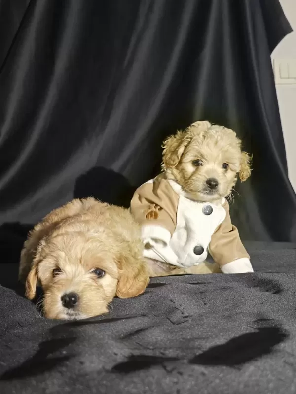 Orjinal Teacup Maltipoo Yavrular