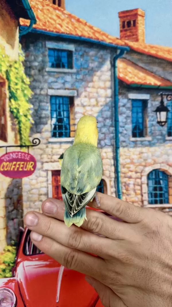 Cennet Papağani Yavru (üst Mutasyon)
