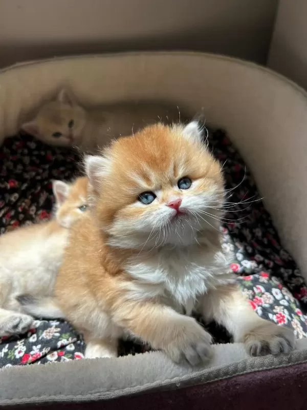 Evinize Mini Aslan British Longhair Geliyor Golden Ny12