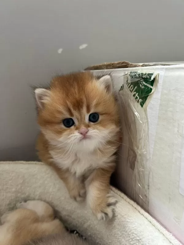 Evinize Mini Aslan British Longhair Geliyor Golden Ny12