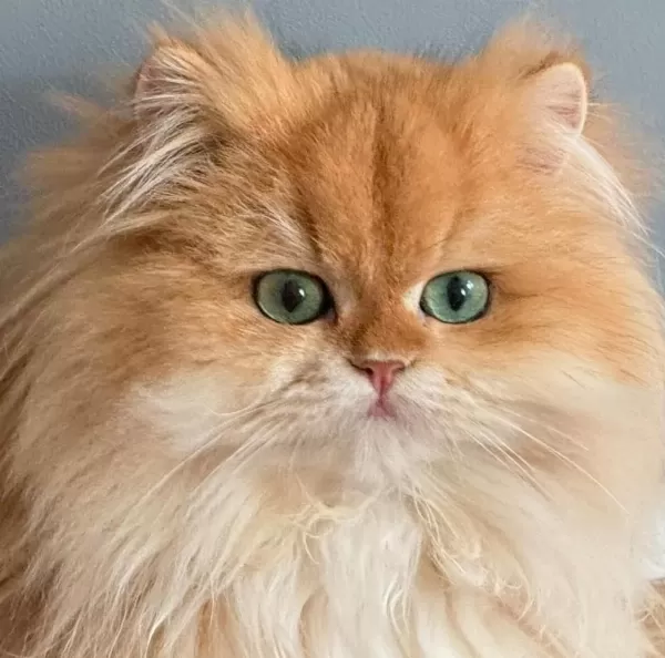 Evinize Mini Aslan British Longhair Geliyor Golden Ny12