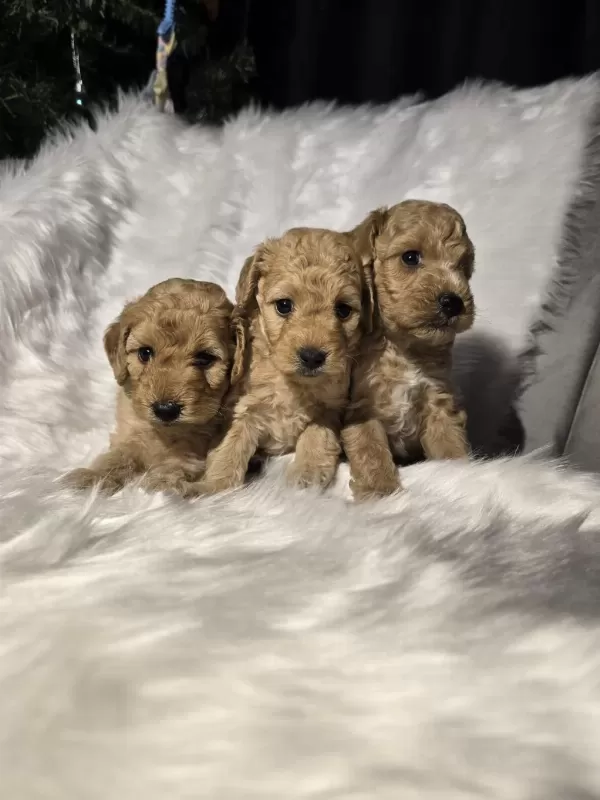 Orjinal Teacup Maltipoo Yavrular