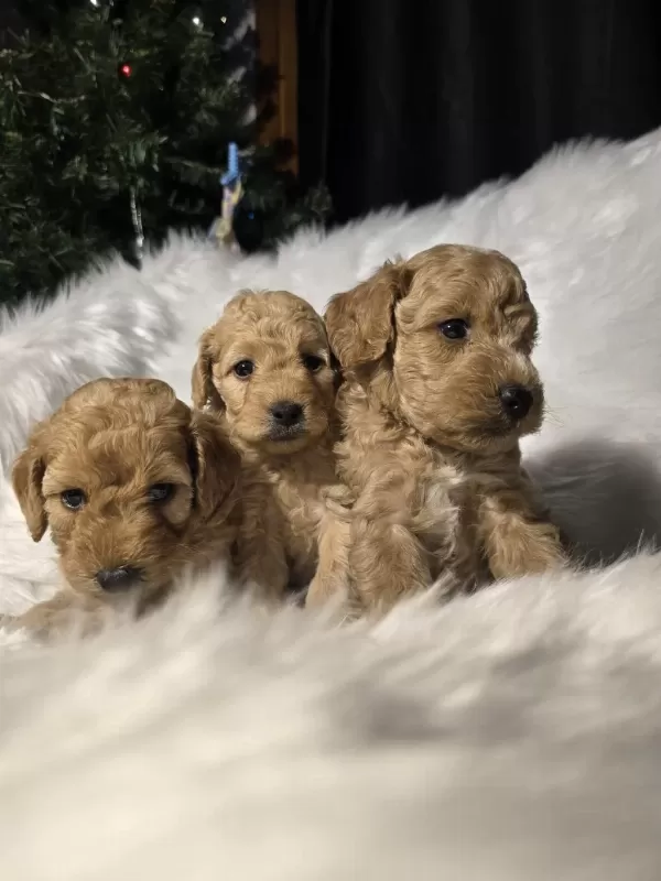 Orjinal Teacup Maltipoo Yavrular