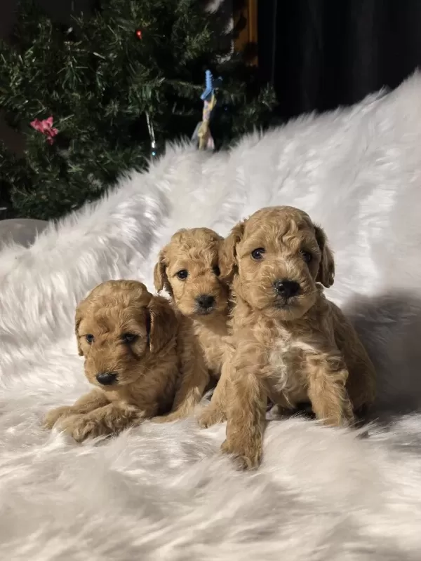 Orjinal Teacup Maltipoo Yavrular