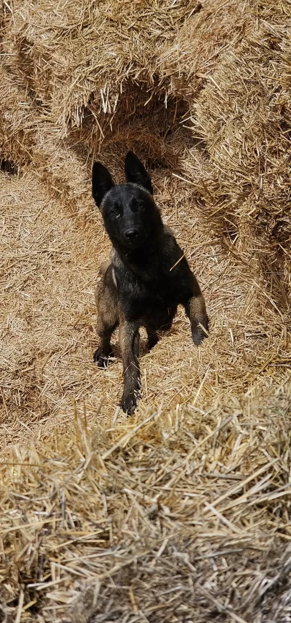 11 Aylık Romanya Kan Hattı Belçika Malinois
