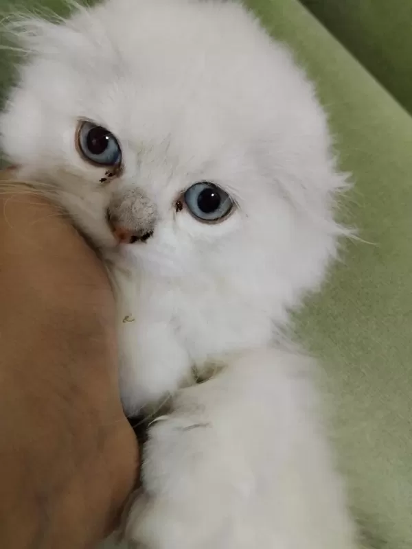 Scottish Fold Longhair Beyaz Güzellik