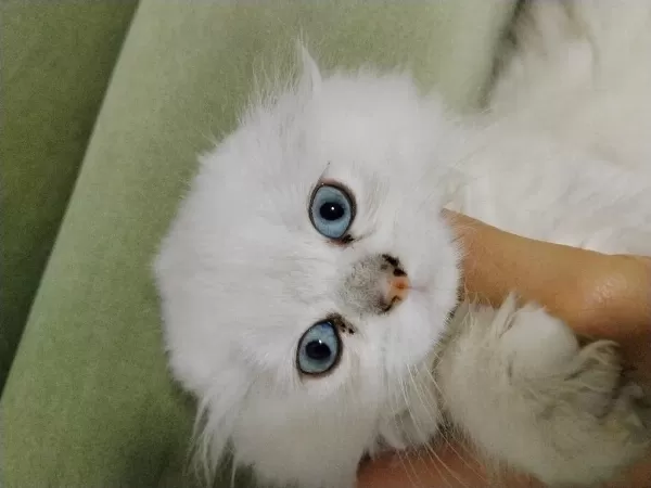 Scottish Fold Longhair Beyaz Güzellik
