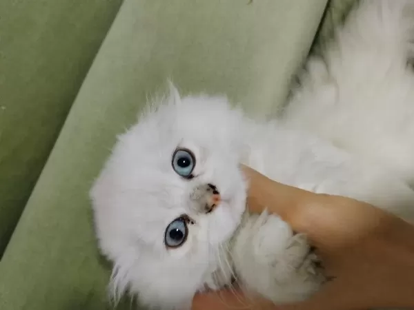 Scottish Fold Longhair Beyaz Güzellik